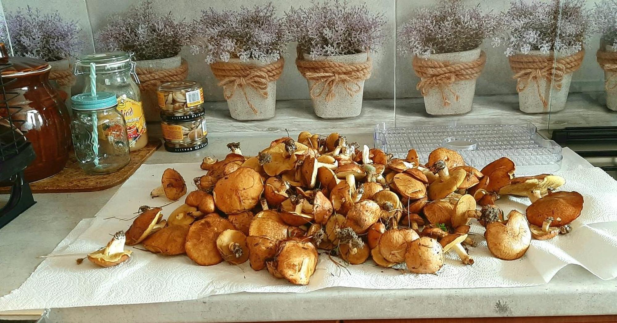 Kawalerka U Megi