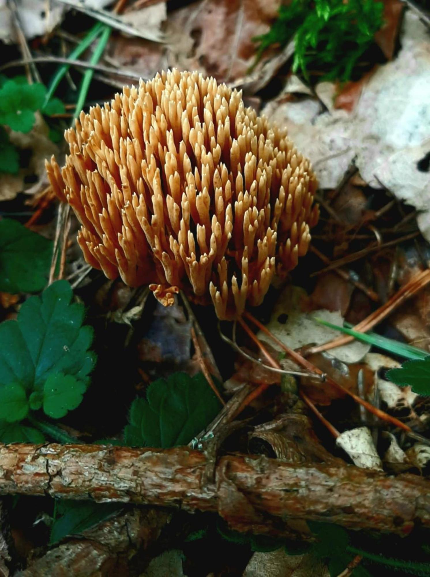 Kawalerka U Megi * Borne Sulinowo